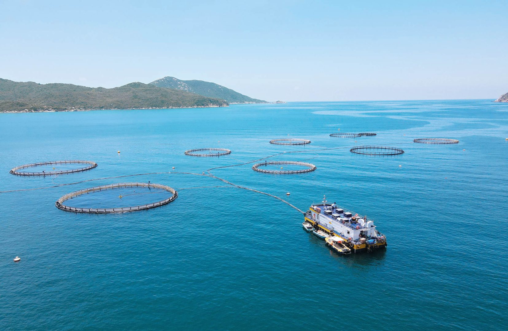 Australis Aquaculture, doanh nghiệp hoa kỳ đầu tư 200 triệu đô la mỹ nuôi cá chẽm ở khánh hòa, đưa loài cá ít được biết đến này xuất hiện trên bàn ăn thế giới.